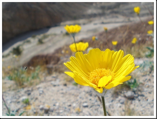 Desert In Bloom