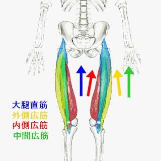 大腿四頭筋の構造 作用と起始停止および支配神経 公式 公益社団法人 日本パワーリフティング協会