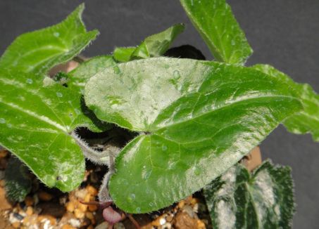 BIẾNHOÁ - Asarum caudigerum - Nguyên liệu làm thuốc Chữa Ho Hen