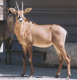 antilope ruano Hippotragus equinus