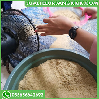 Jual Telur Jangkrik Medan