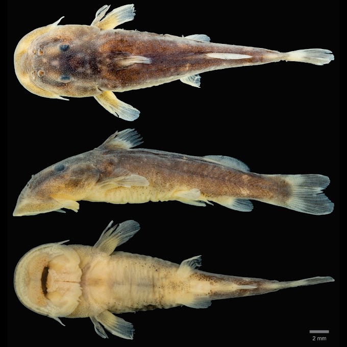   [Ichthyology • 2019] Chiloglanis mongoensis • A New Species of Suckermouth Catfish (Siluriformes: Mochokidae: Chiloglanis) from the Rio Mongo in Equatorial Guinea
