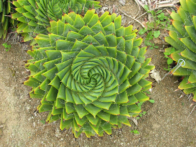 Aloe polyphylla Schönland ex Pillans by brewbooks from flickr (CC-NC-SA)