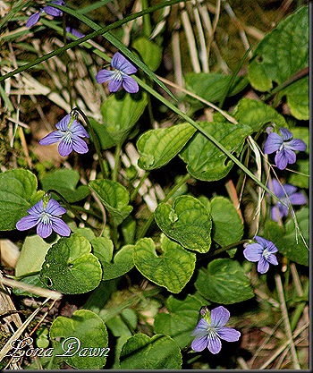 OMC_CommonViolets