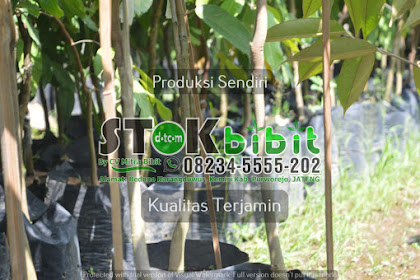 Jahe                                     budidaya tanaman jahe