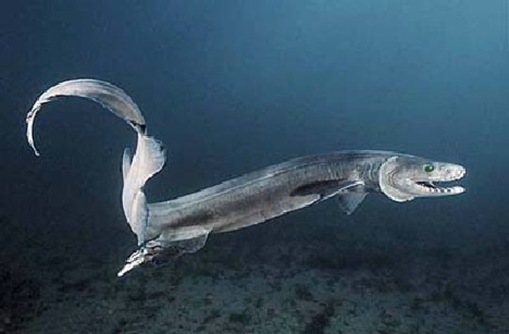 Frilled Sharks