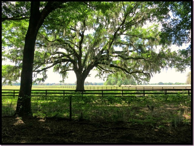 fencesIMG_3357
