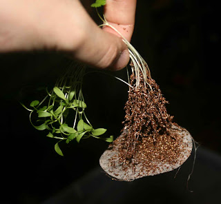 Seed grown coriander out of the material showing the roots