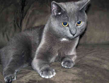 Russian Blue