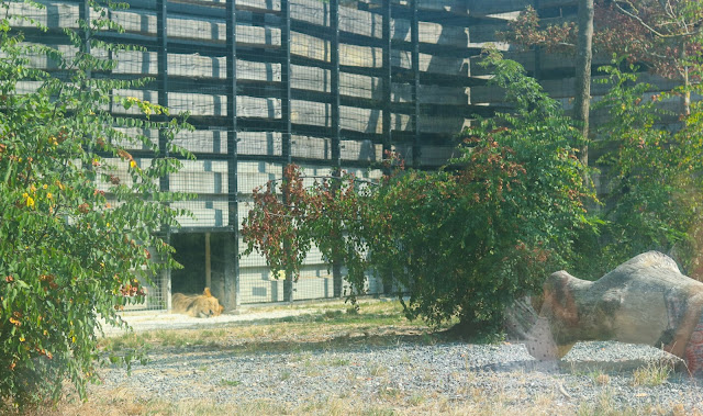 lion du zoo de vincennes