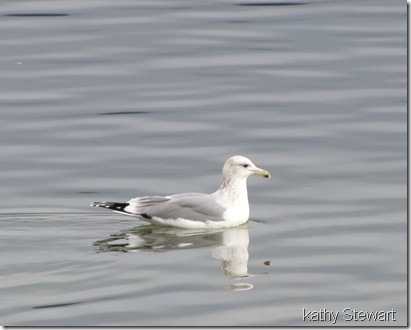 California Gull
