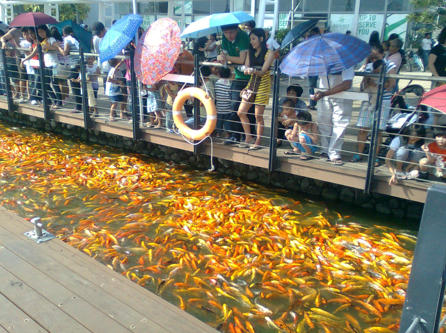 Nuvali Koi Carp Fish Feeding Frenzy