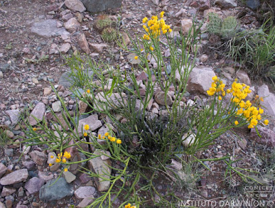 Sumalagua (Senna crassiramea)