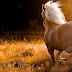 Lovely Cute Horses Wallpaper Free Download 