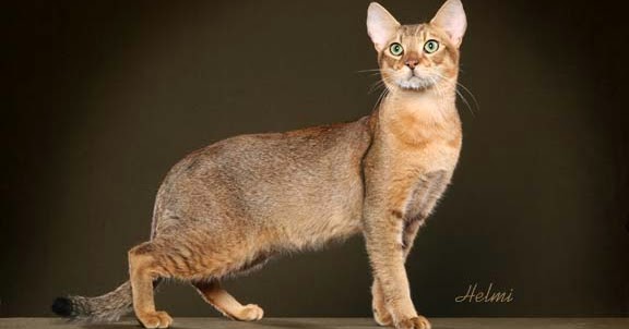 Kucing Chausie ~ Tip dan Trik Merawat Hewan Peliharaan 