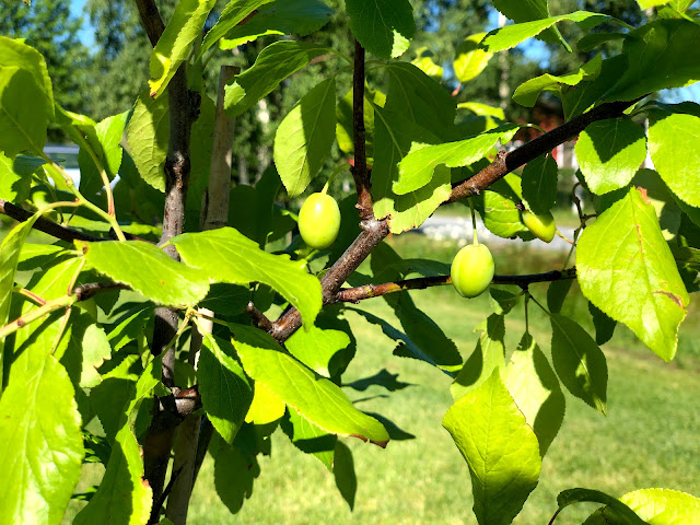 luumupuu, lumupuun istutus, luumu, punaluumu, punaluumu kuokkala, prunus domestica, puutarha, pihatyöt, luumupuun valinta