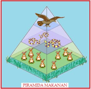  materi  Piramida Makanan / Ekologi (Pengertian, Jenis, Contoh)