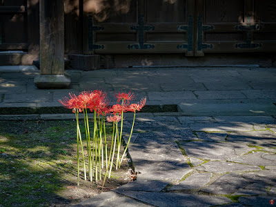 Higan-bana (Lycoris radiata) flowers: Eisho-ji