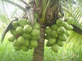 1268280467_79845321_1-CoCO-VERDE-ANaOFRUTA-DIRETO-DA-ROcA-SaO-JOSe-DO-RIO-PRETO