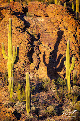 Image of Saguaro cactuses near Gates Pass