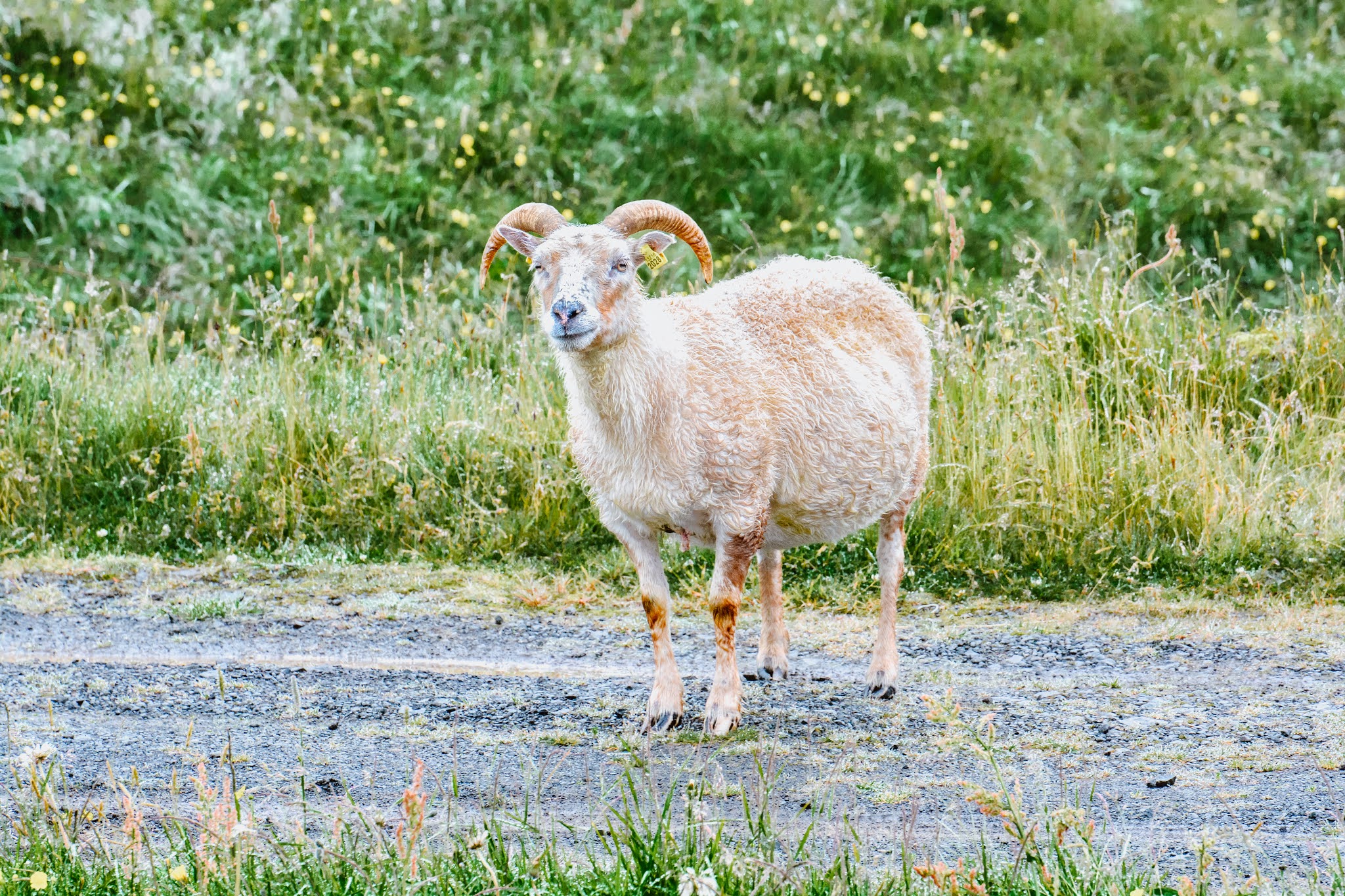 Iceland Sheep