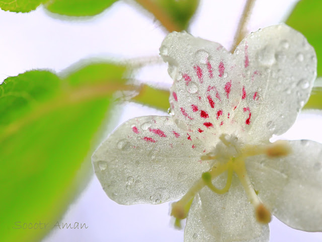 Rhododendron semibarbatum