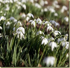 snow-drops-spring