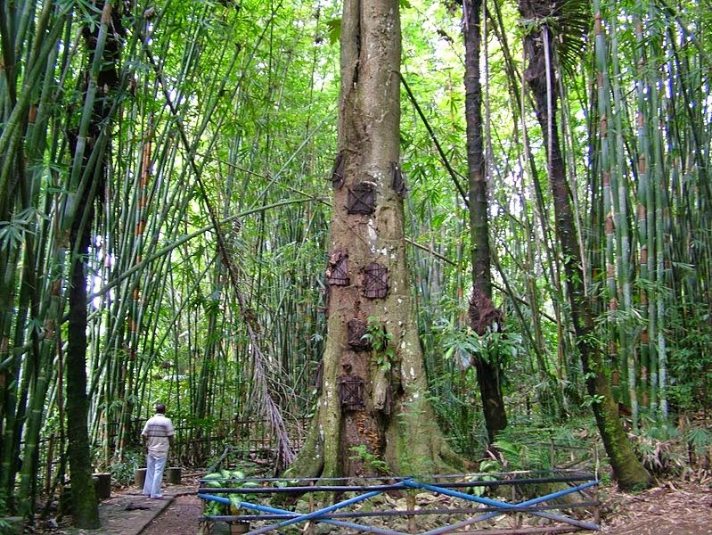 tana-toraja-enterros-12
