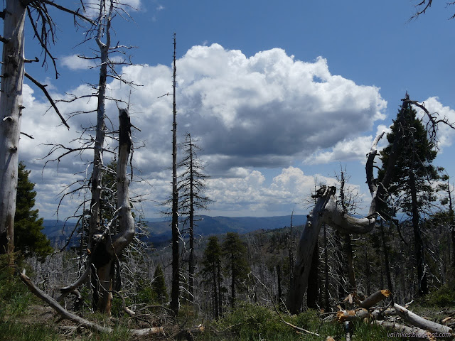 01: clouds over burned trees