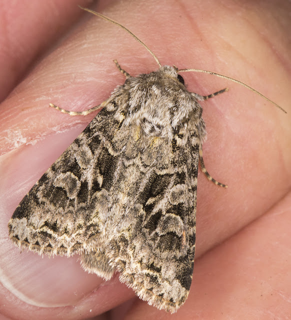 Shears, Hada plebeja.  Noctuidae.   In my garden actinic light trap on the balcony in Hayes on 3 June 2013.