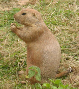 This is a blacktailed prairie dog. Its scientific name is nomys gunnisoni. (px prairie dog pix)