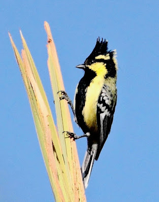 Indian Yellow Tit - resident