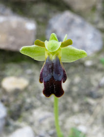 Sombre Bee Orchid - Mallorca