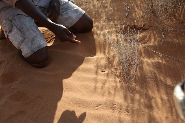 guided-bushmanwalk-namibia