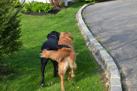 Cute dogs - part 6 (50 pics), two dogs walking together with their tail holding each other