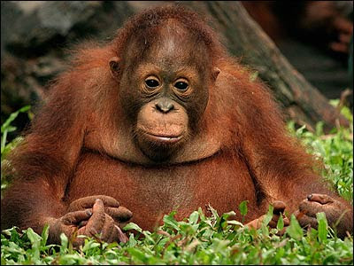 Funny Monkey Videos and funny monkey pictures. Funny Monkey Videos and