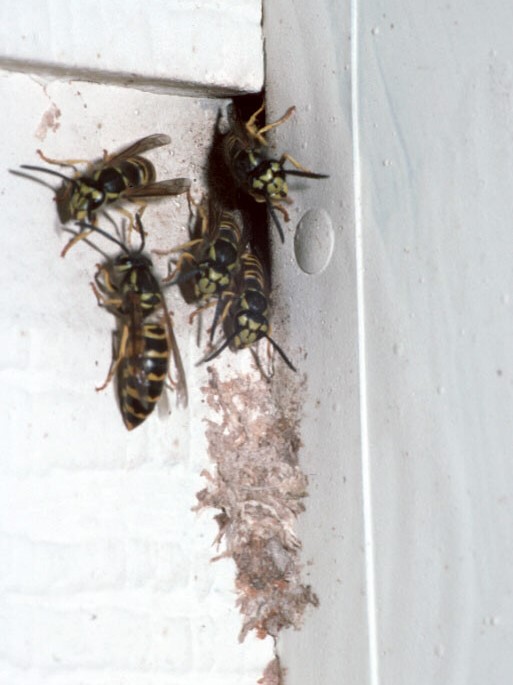 Look Out For Wasp Nests