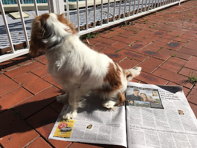 white and brown puppy sits on newspaper spread open