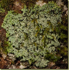 Lichen