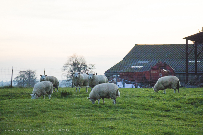 ovelhas pastando
