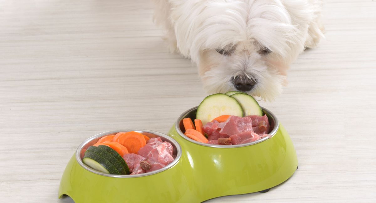 Como fazer comida caseira para cachorro?