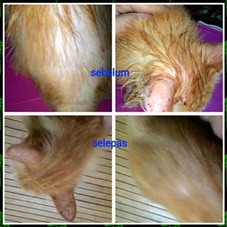 5 Produk WAJIB Untuk Kucing Kesayangan Anda  Papameow