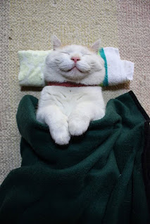 Conoce a Shironeko, la gata más feliz y dormilona del mundo