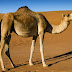 Dromedário (Camelus dromedarius)