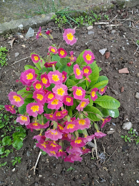 Communal, Flowers, Planted, Yambol,