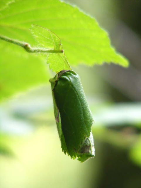 'Cigar' made by Hazel Leaf Rolling Weevil Apoderus coryli out of Hazel leaf. Indre et Loire. France. Photo by Susan Walter.