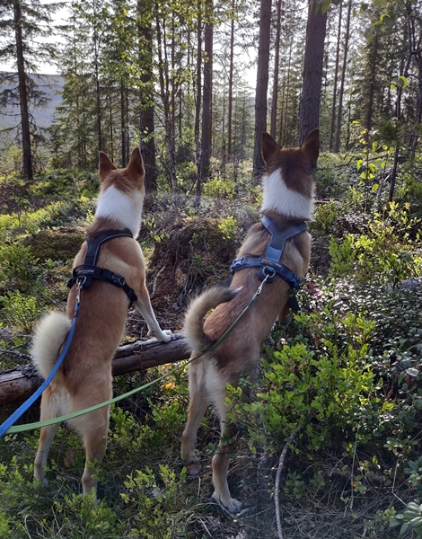 Fiskelaustjern Strømsoddbygda