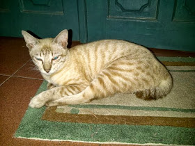 foto seekor kucing siam bernama masiba 02