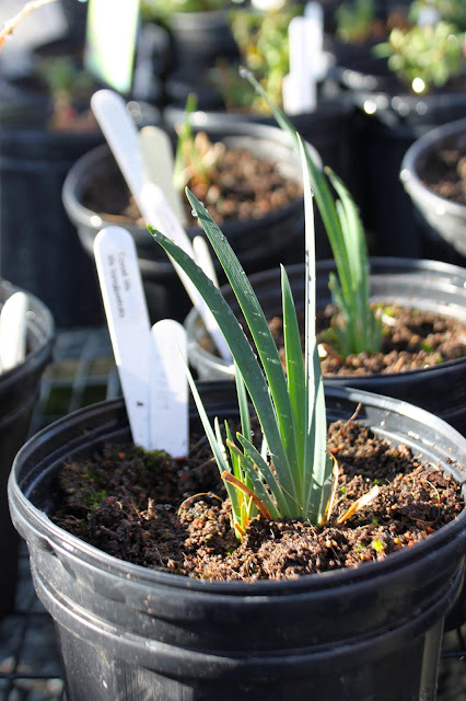 Coast Iris plant in a 1 gallon pot