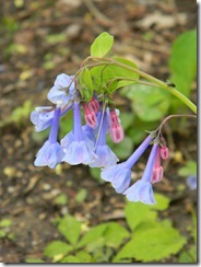 Spring 040
